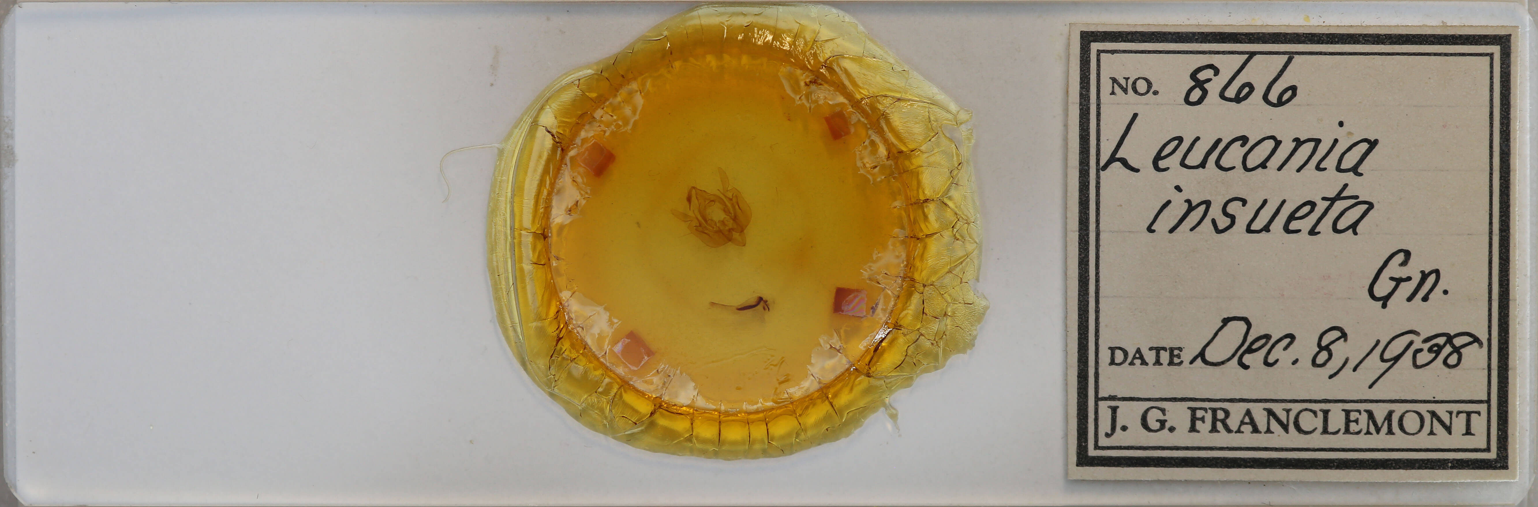 slide view of adult Leucania insueta