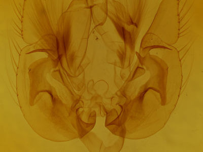 genitalia view of adult Leucania lapidaria