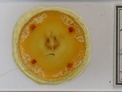 slide view of adult Leucania lapidaria