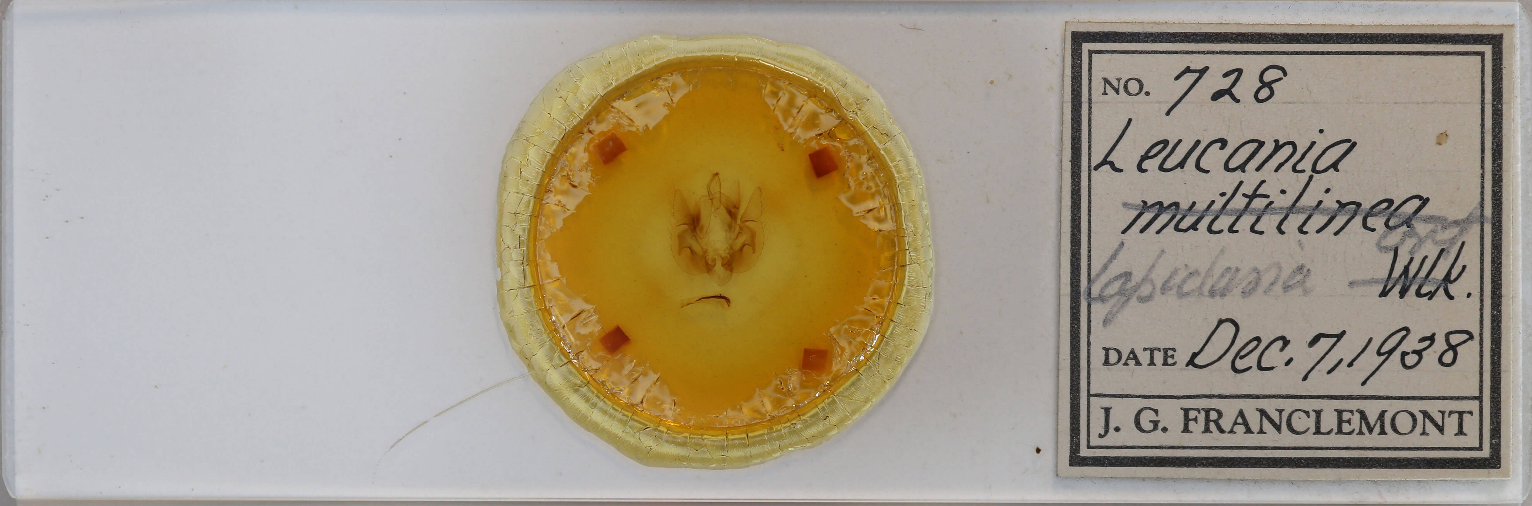 slide view of adult Leucania lapidaria