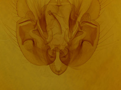 genitalia view of adult Leucania phragmitidicola