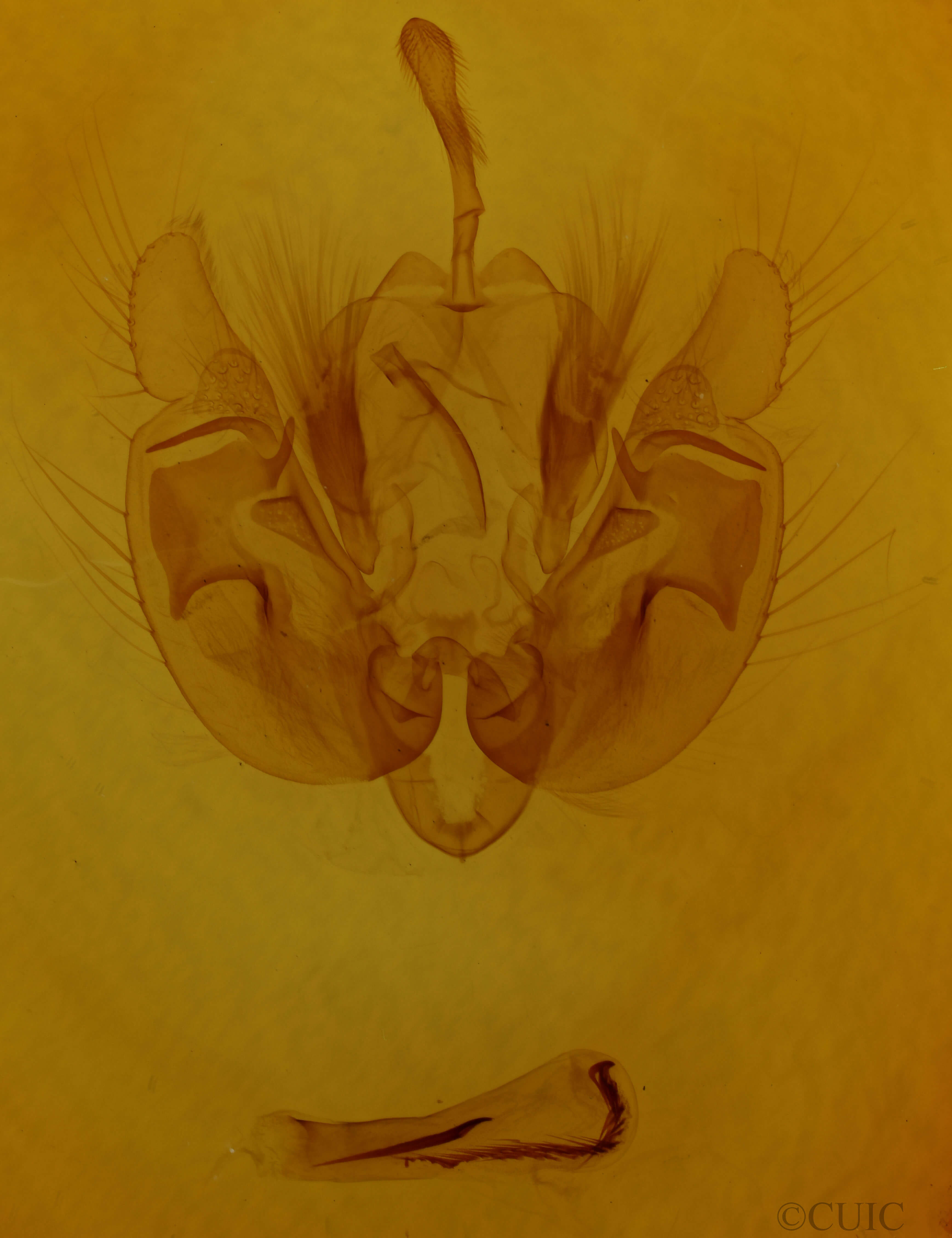 genitalia view of adult Leucania phragmitidicola