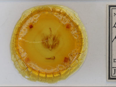 slide view of adult Leucania phragmitidicola