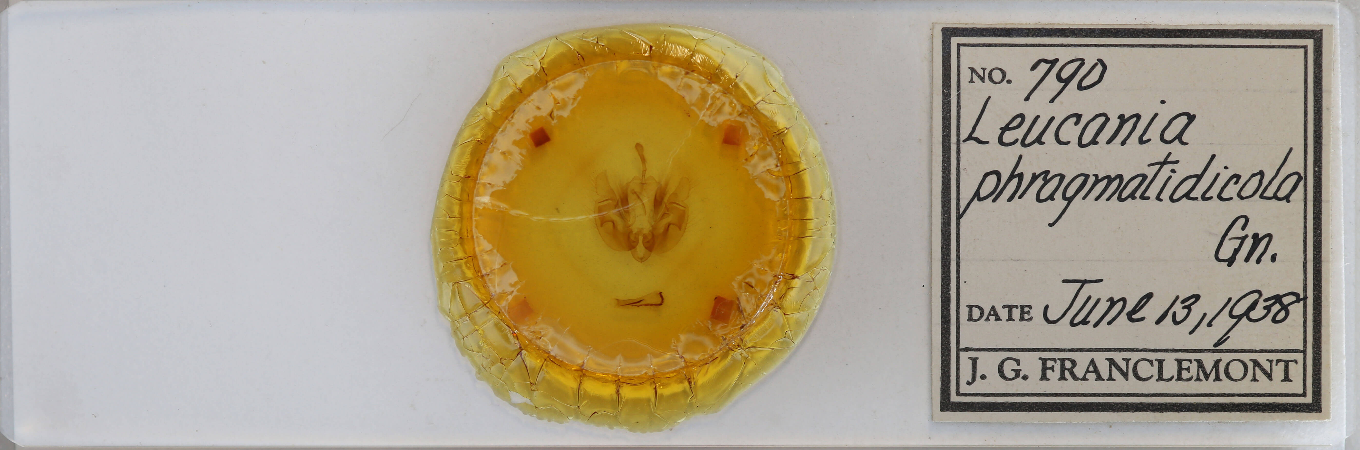 slide view of adult Leucania phragmitidicola