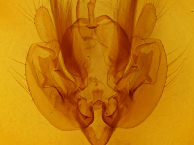 genitalia view of adult Leucania pseudargyria