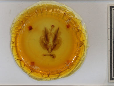 slide view of adult Leucania pseudargyria