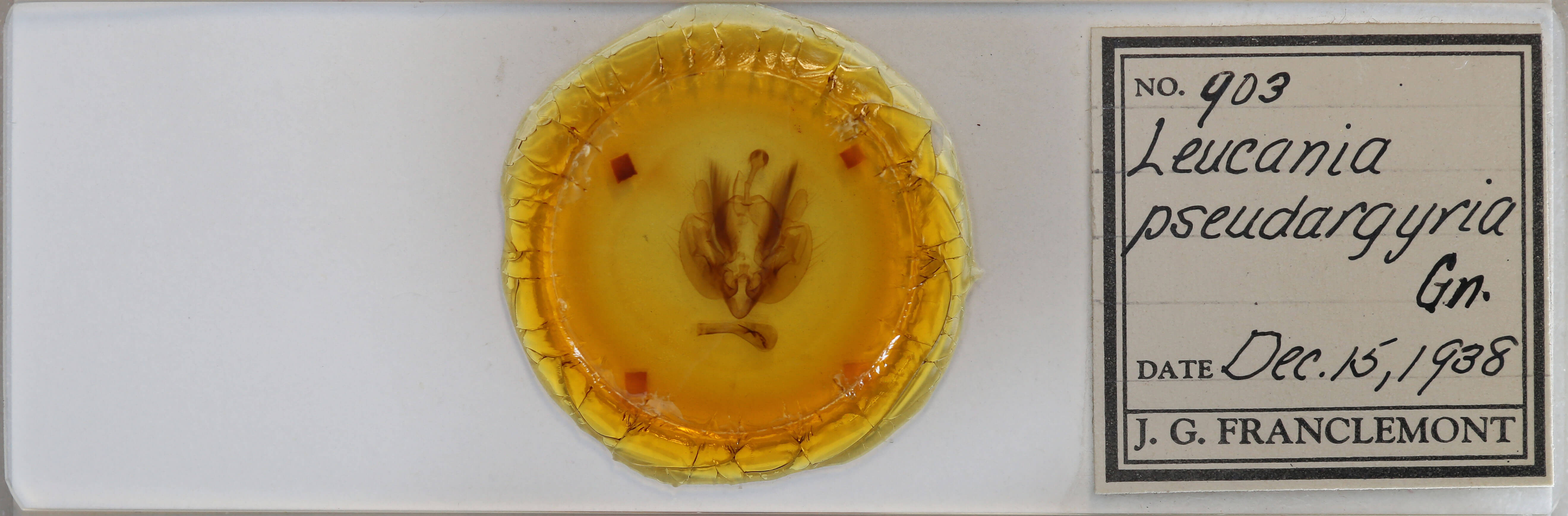 slide view of adult Leucania pseudargyria