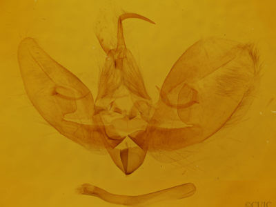 genitalia view of adult Leuconycta diphteroides