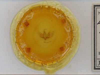 slide view of adult Leuconycta diphteroides