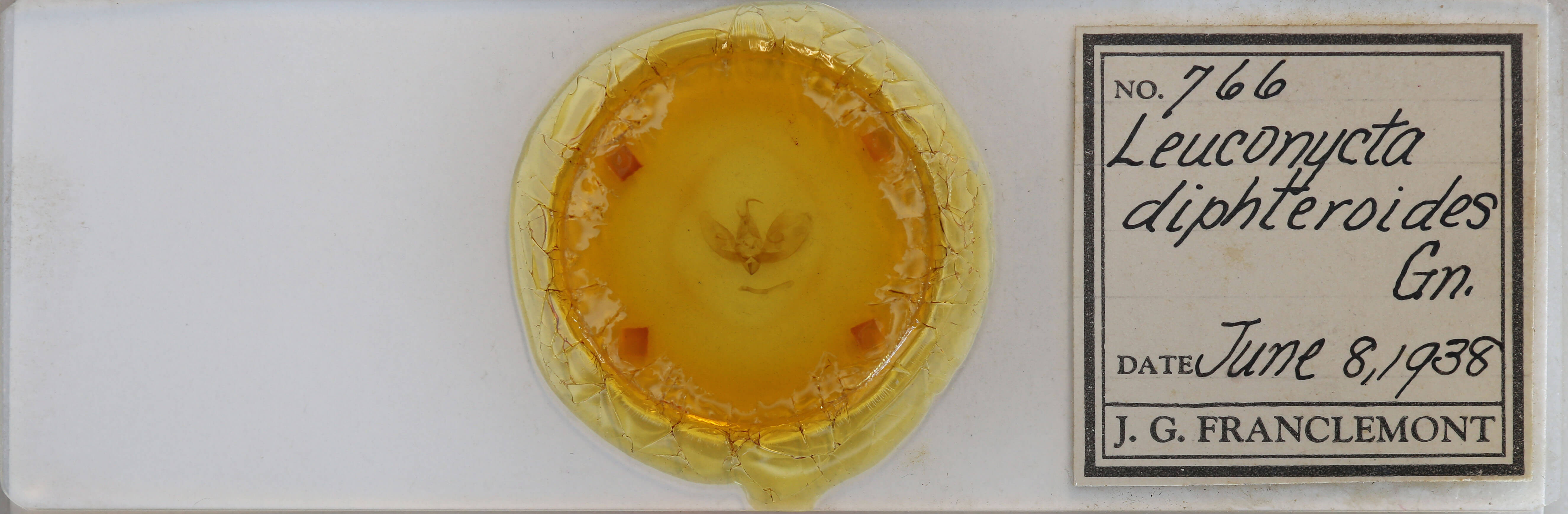 slide view of adult Leuconycta diphteroides