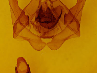 genitalia view of adult Lirimiris lignitecta