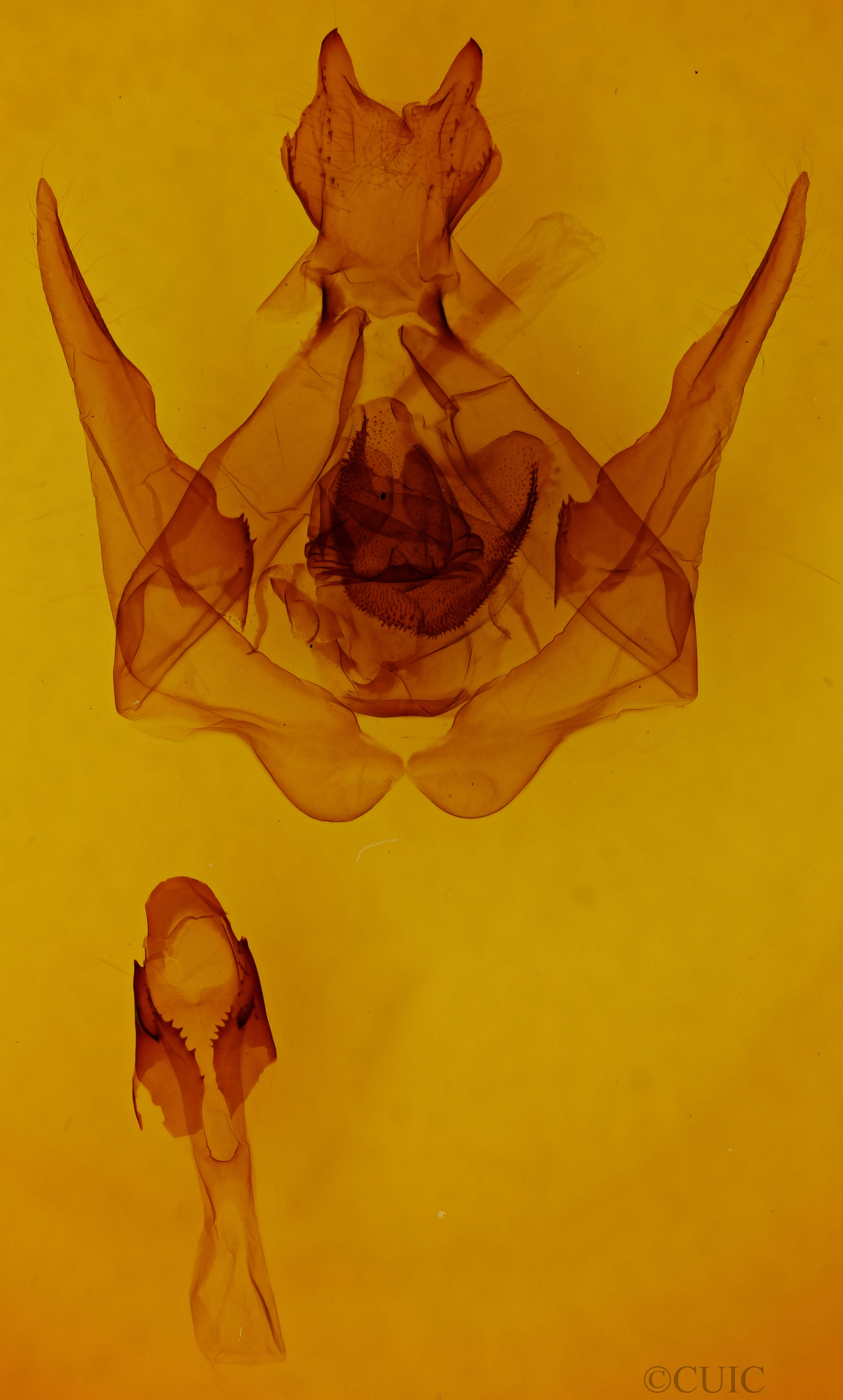 genitalia view of adult Lirimiris lignitecta