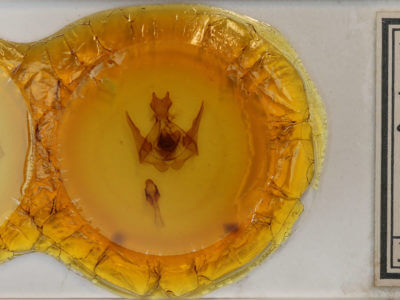 slide view of adult Lirimiris lignitecta