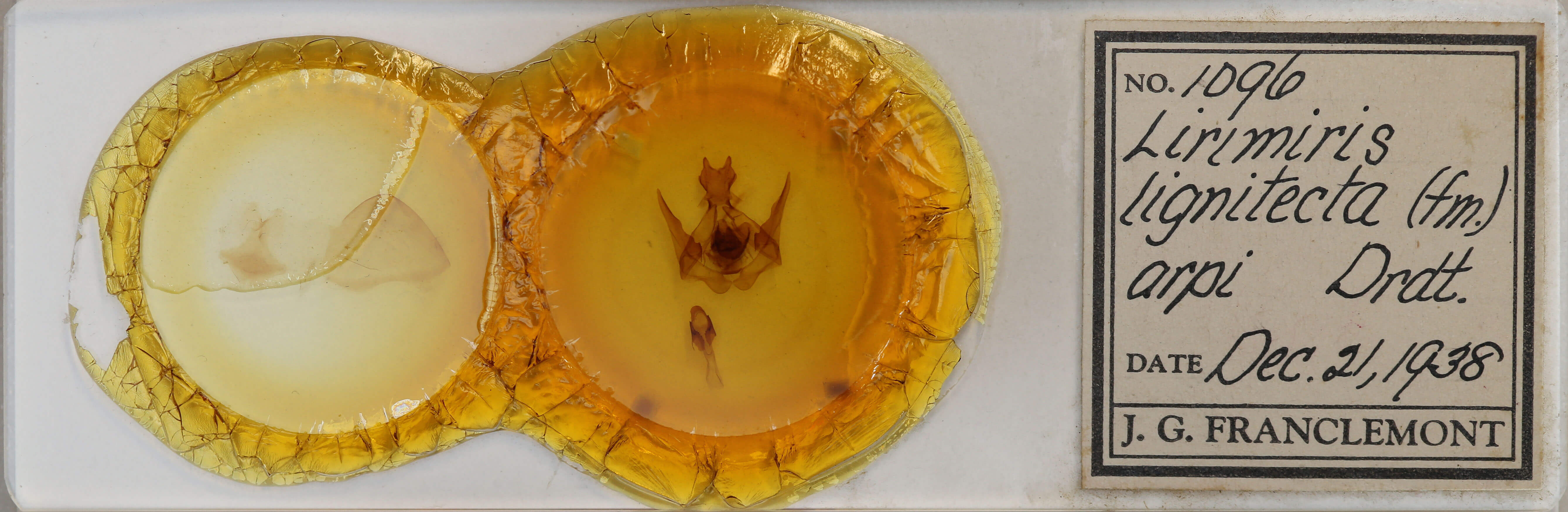 slide view of adult Lirimiris lignitecta