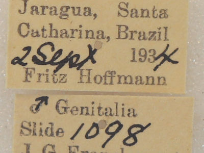 label view of adult Lirimiris meridionalis