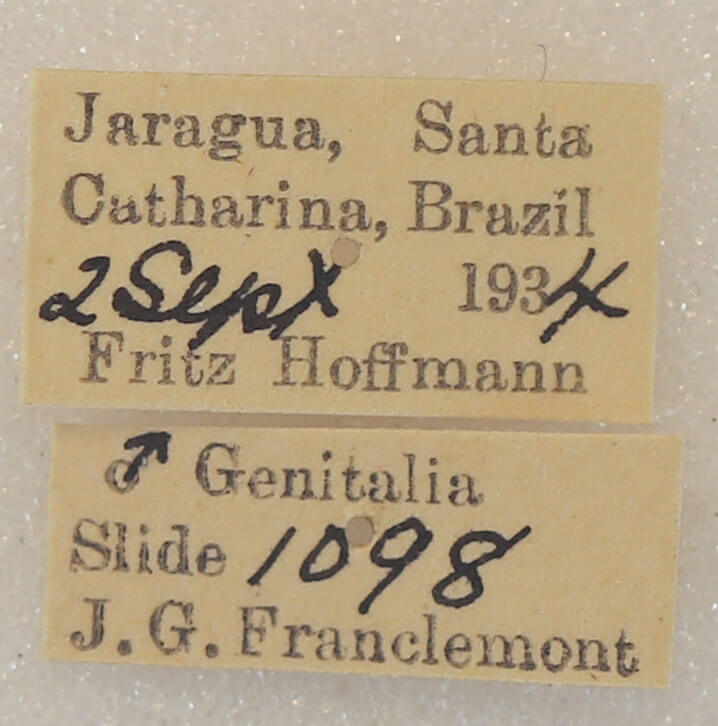 label view of adult Lirimiris meridionalis