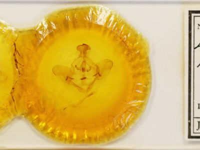 slide view of adult Lirimiris meridionalis