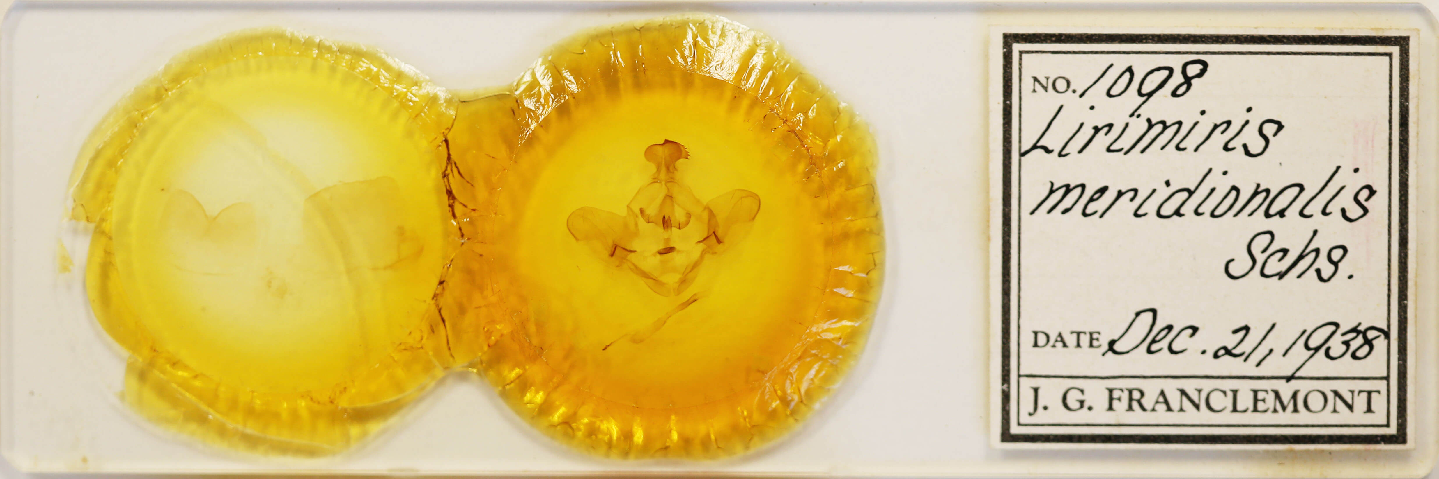 slide view of adult Lirimiris meridionalis