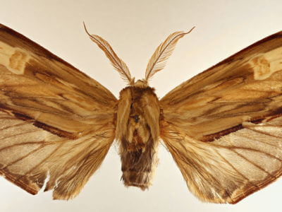 dorsal view of adult Lirimiris meridionalis