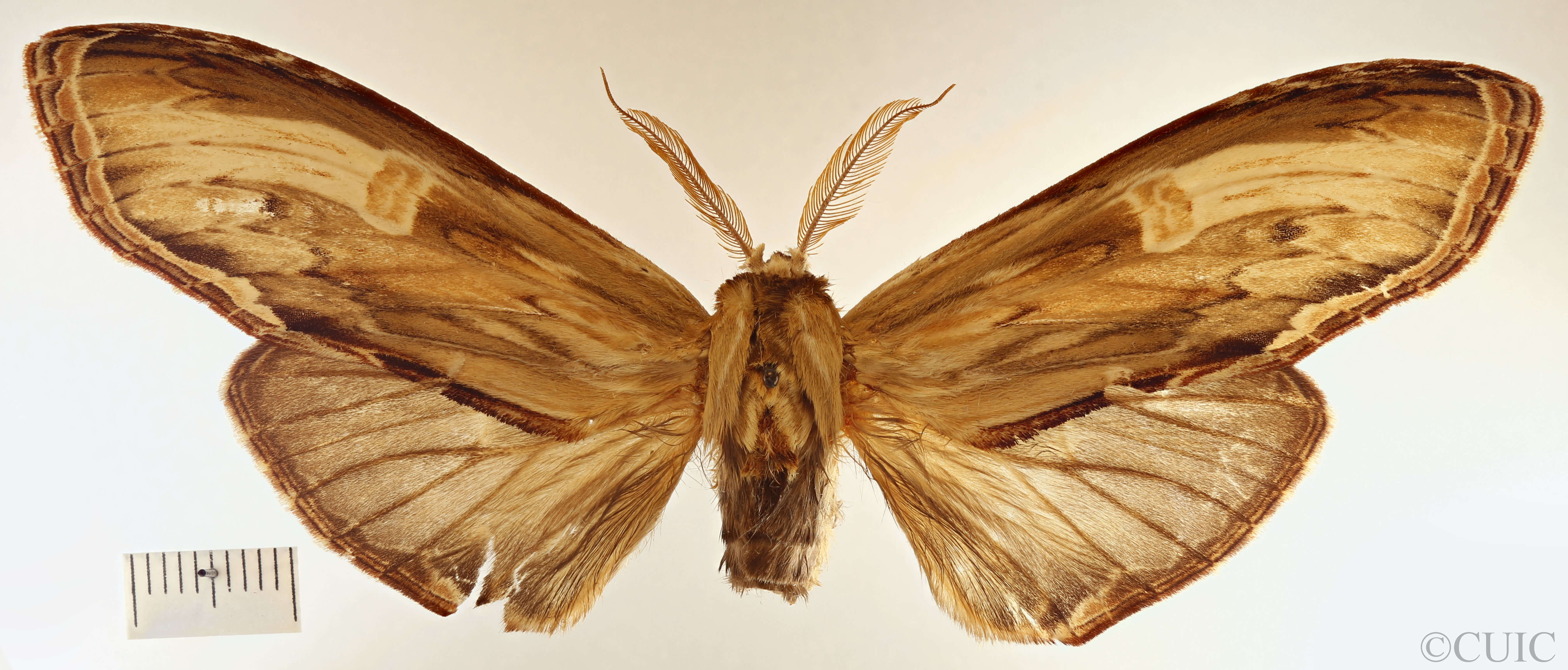 dorsal view of adult Lirimiris meridionalis