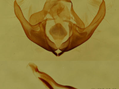 genitalia view of adult Protodeltote albidula