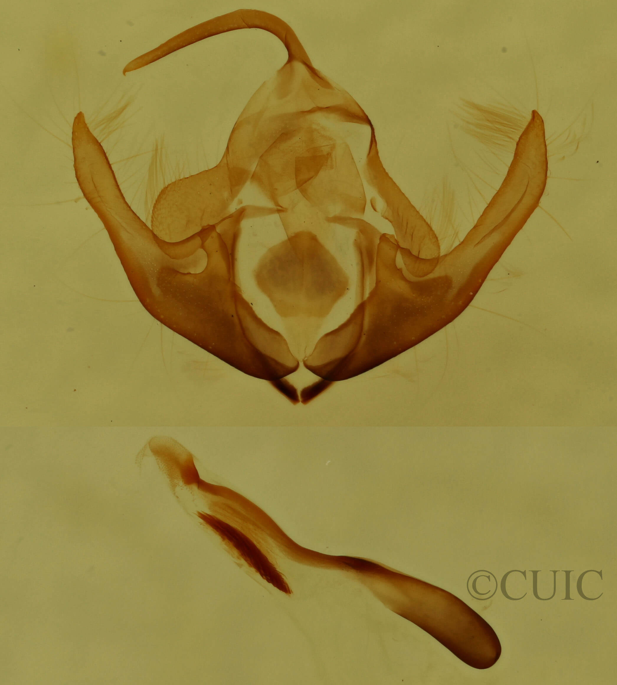 genitalia view of adult Protodeltote albidula