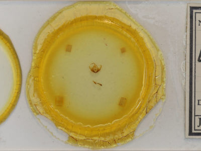 slide view of adult Protodeltote albidula