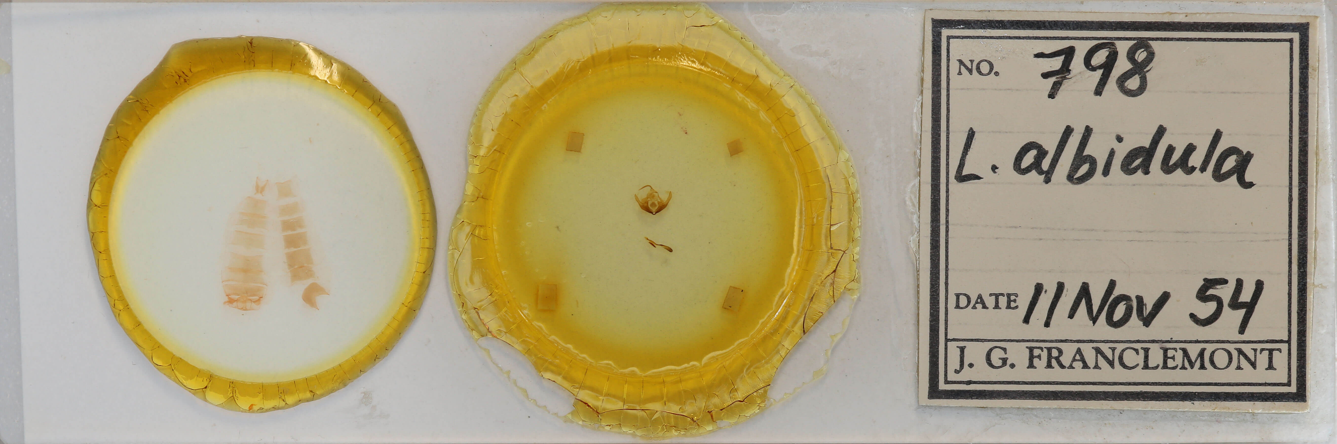 slide view of adult Protodeltote albidula