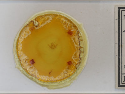 slide view of adult Protodeltote muscosula