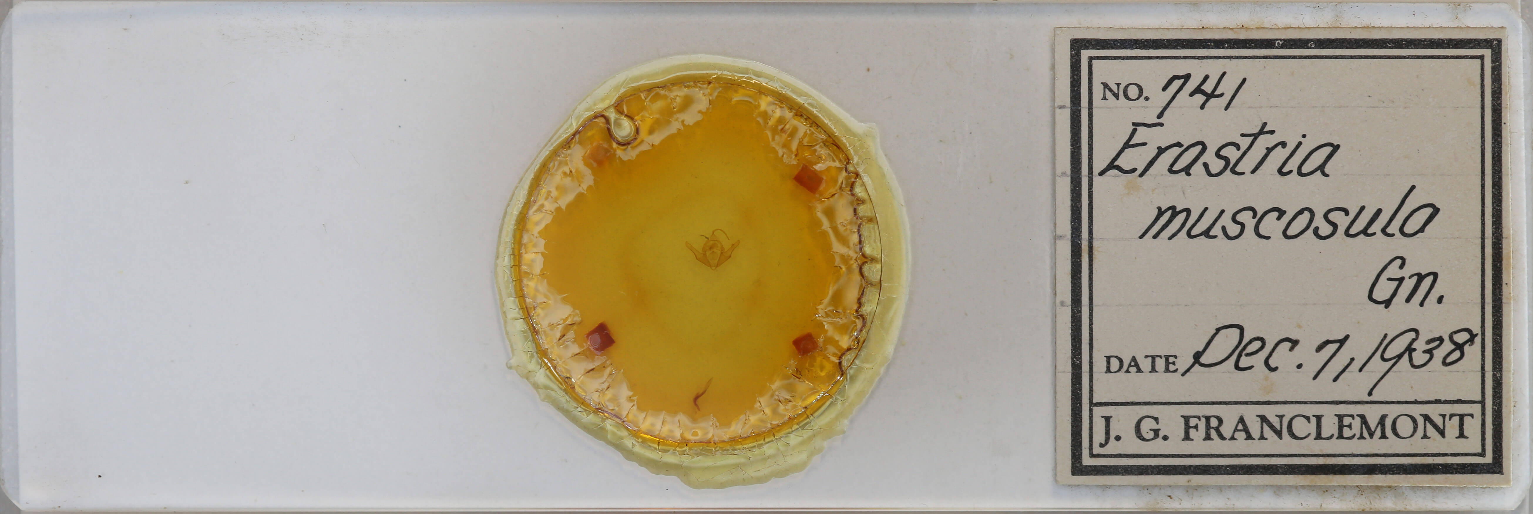 slide view of adult Protodeltote muscosula