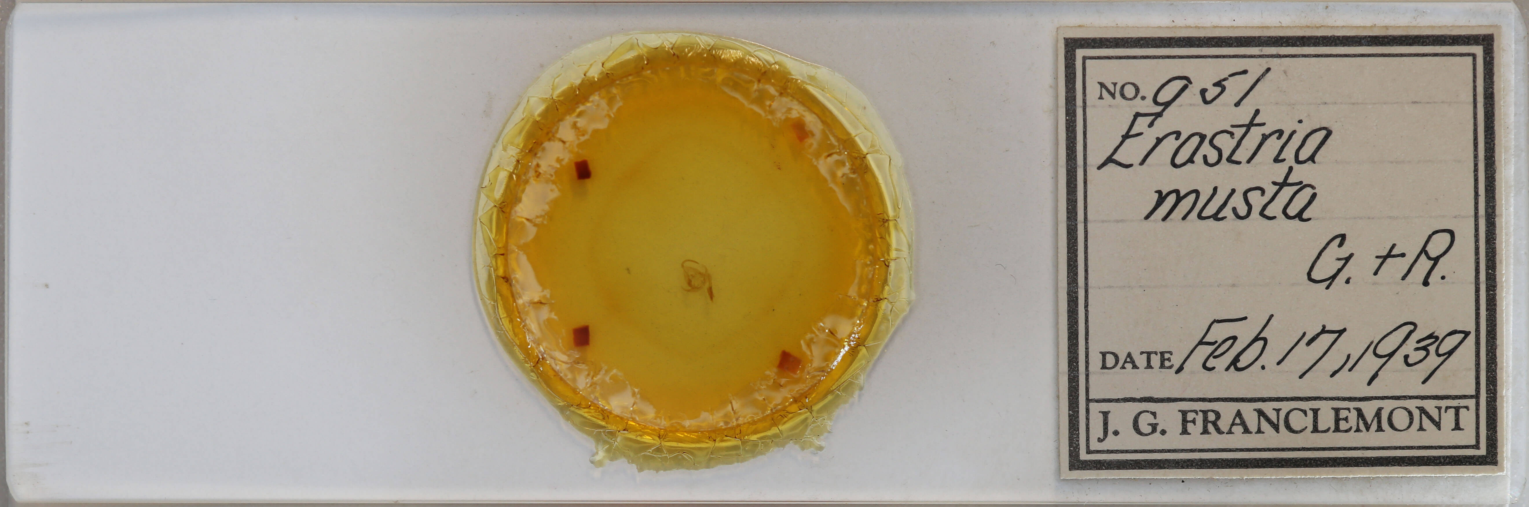 slide view of adult Lithacodia musta