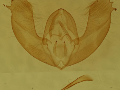 genitalia view of adult Maliattha synochitis
