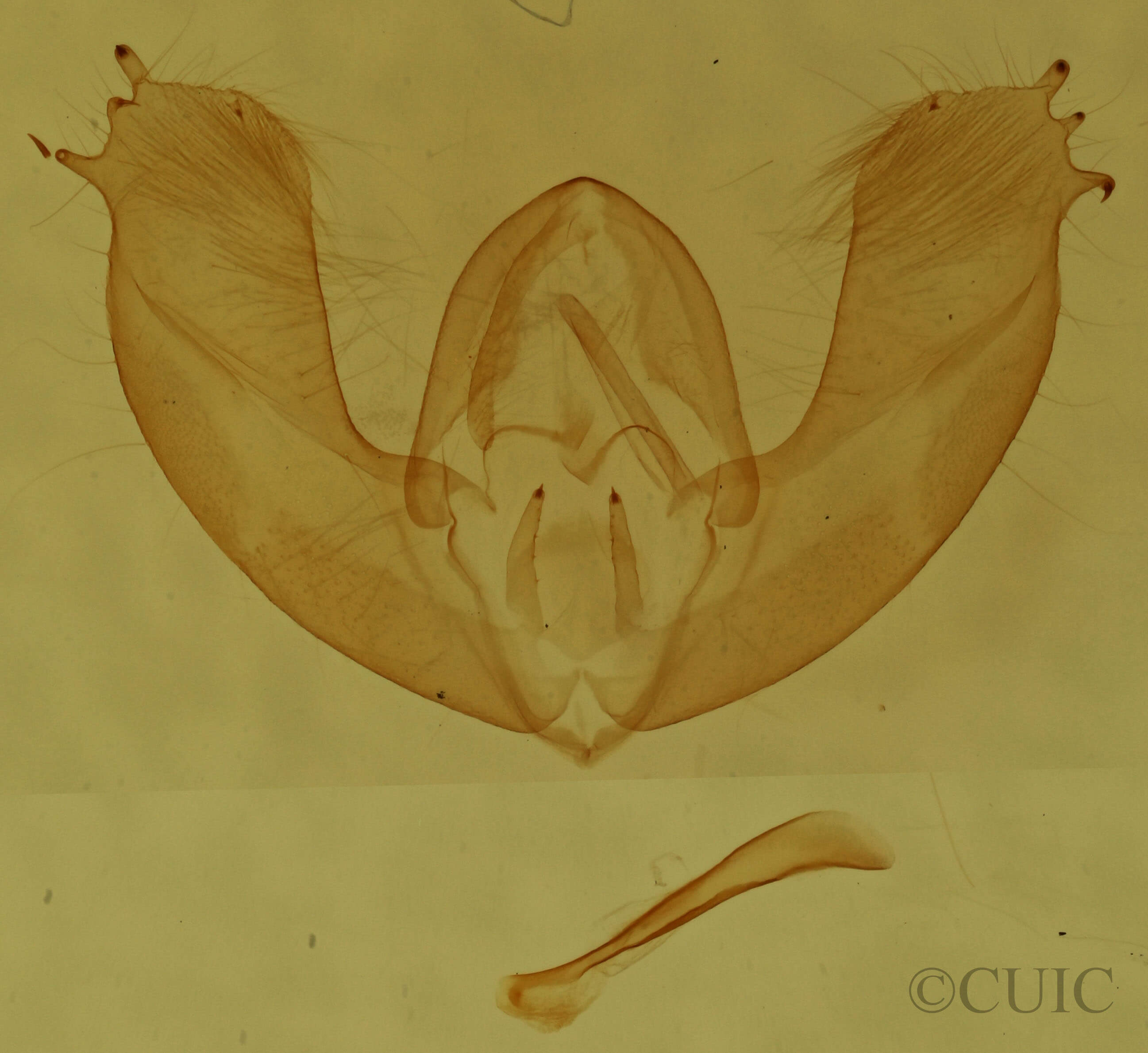 genitalia view of adult Maliattha synochitis