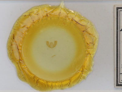 slide view of adult Maliattha synochitis