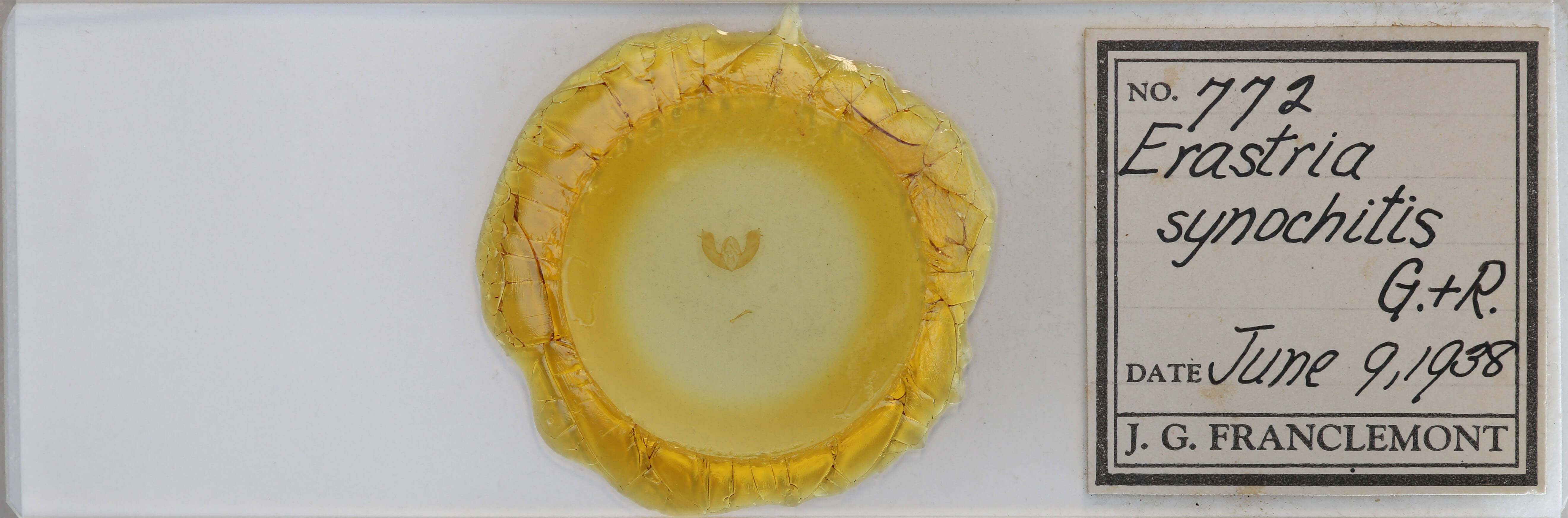 slide view of adult Maliattha synochitis