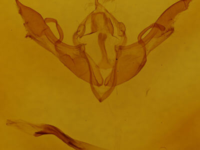 genitalia view of adult Lithophane antennata