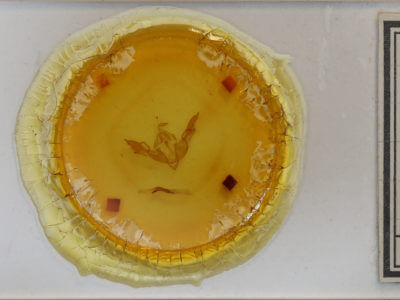 slide view of adult Lithophane antennata