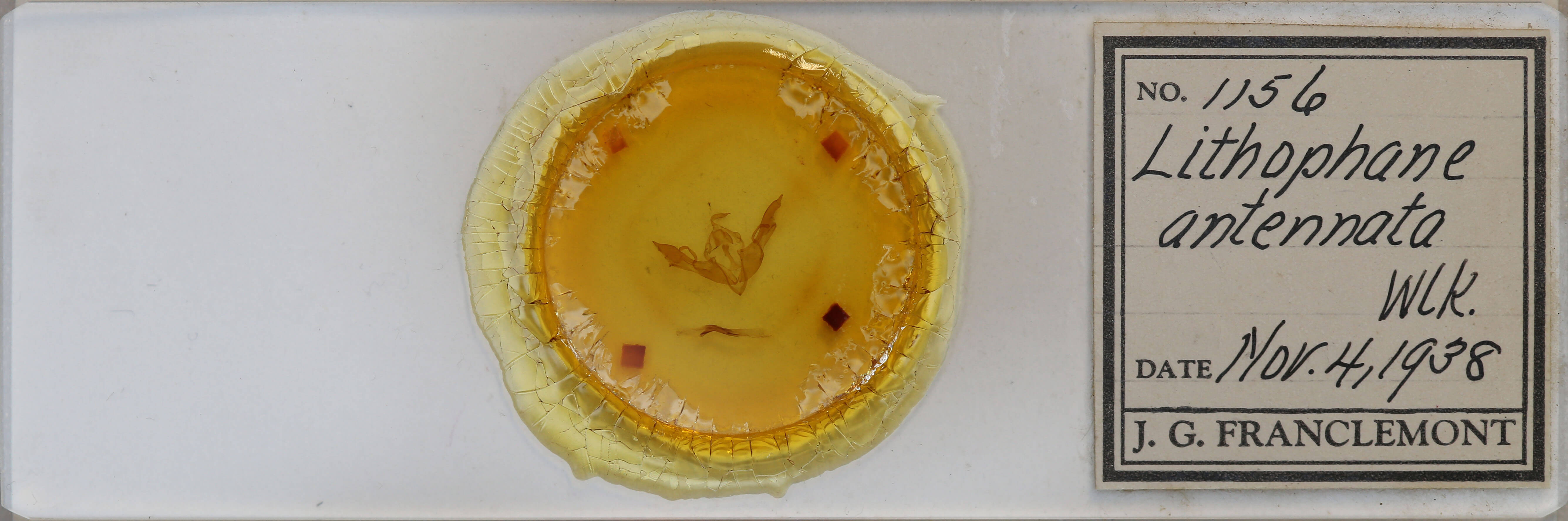 slide view of adult Lithophane antennata