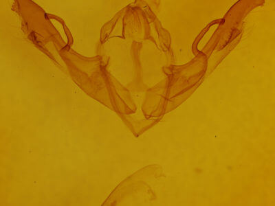 genitalia view of adult Lithophane antennata
