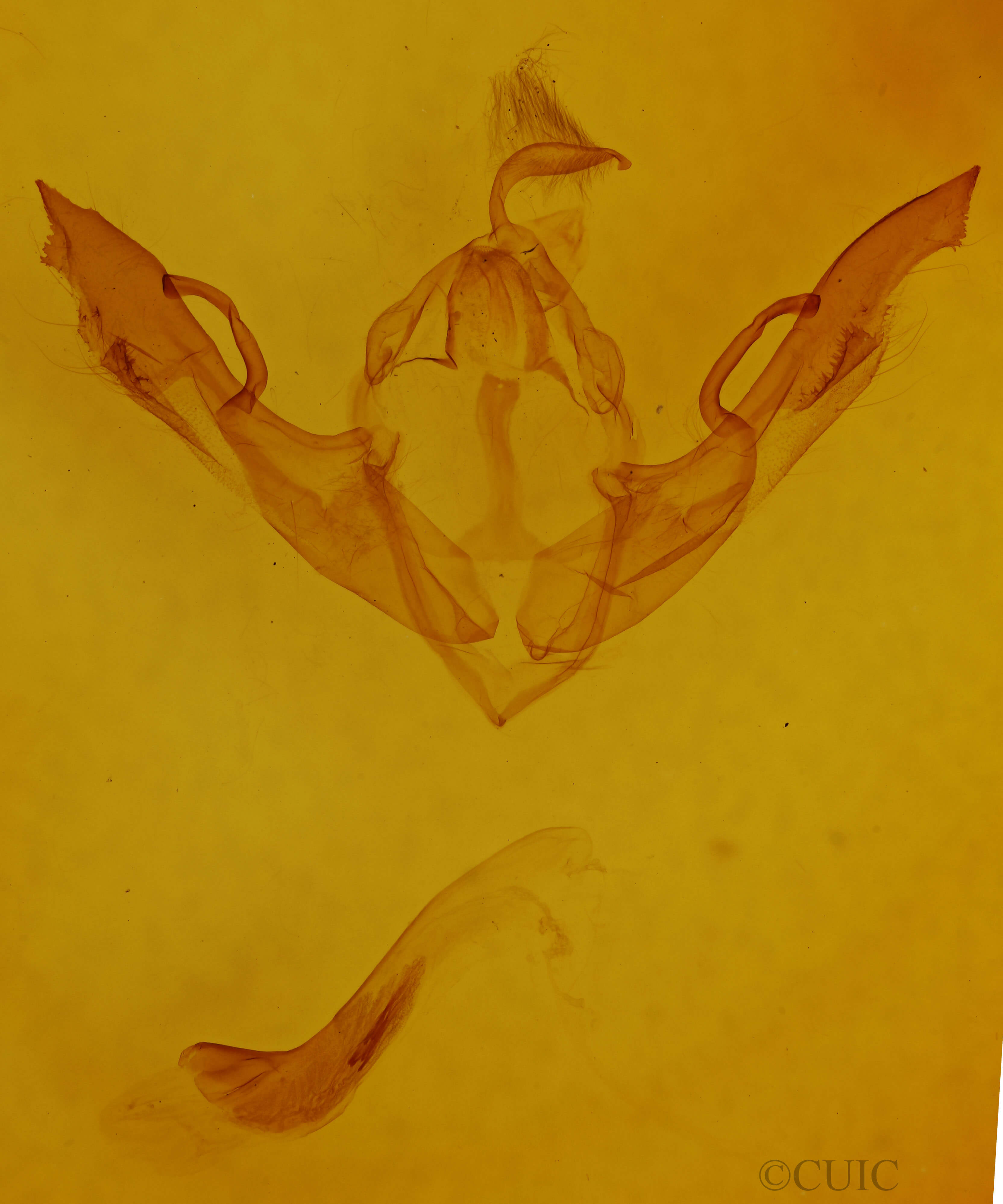 genitalia view of adult Lithophane antennata