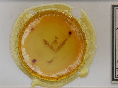 slide view of adult Lithophane antennata