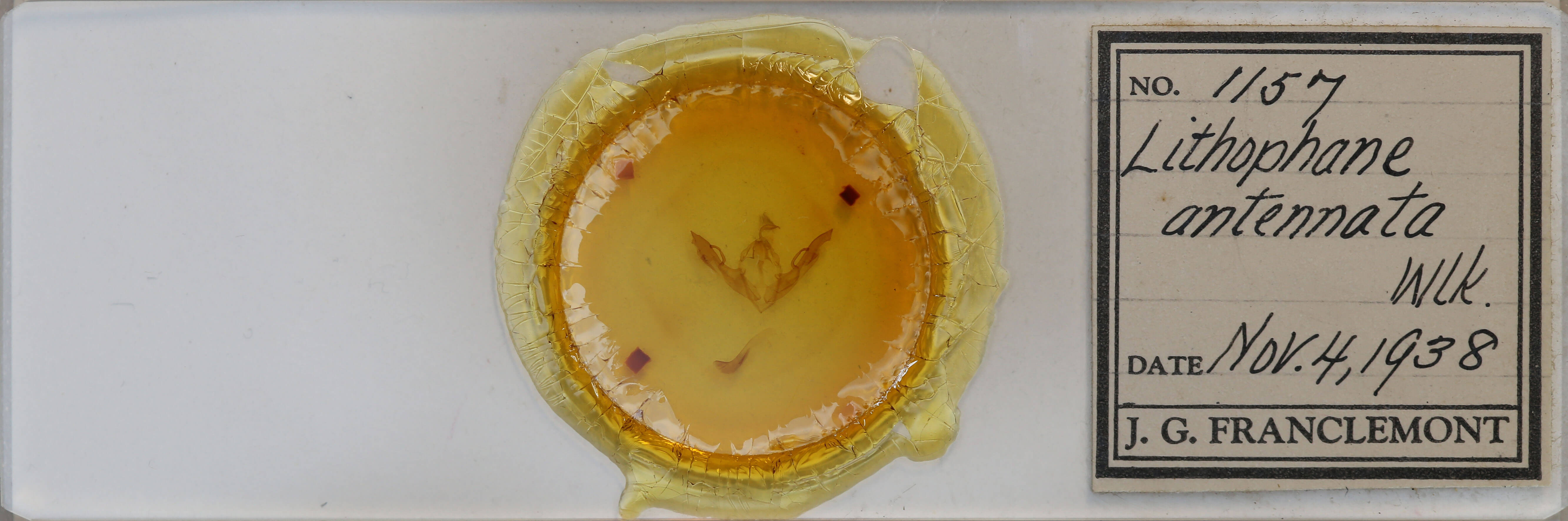 slide view of adult Lithophane antennata