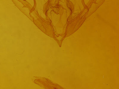 genitalia view of adult Lithophane bethunei