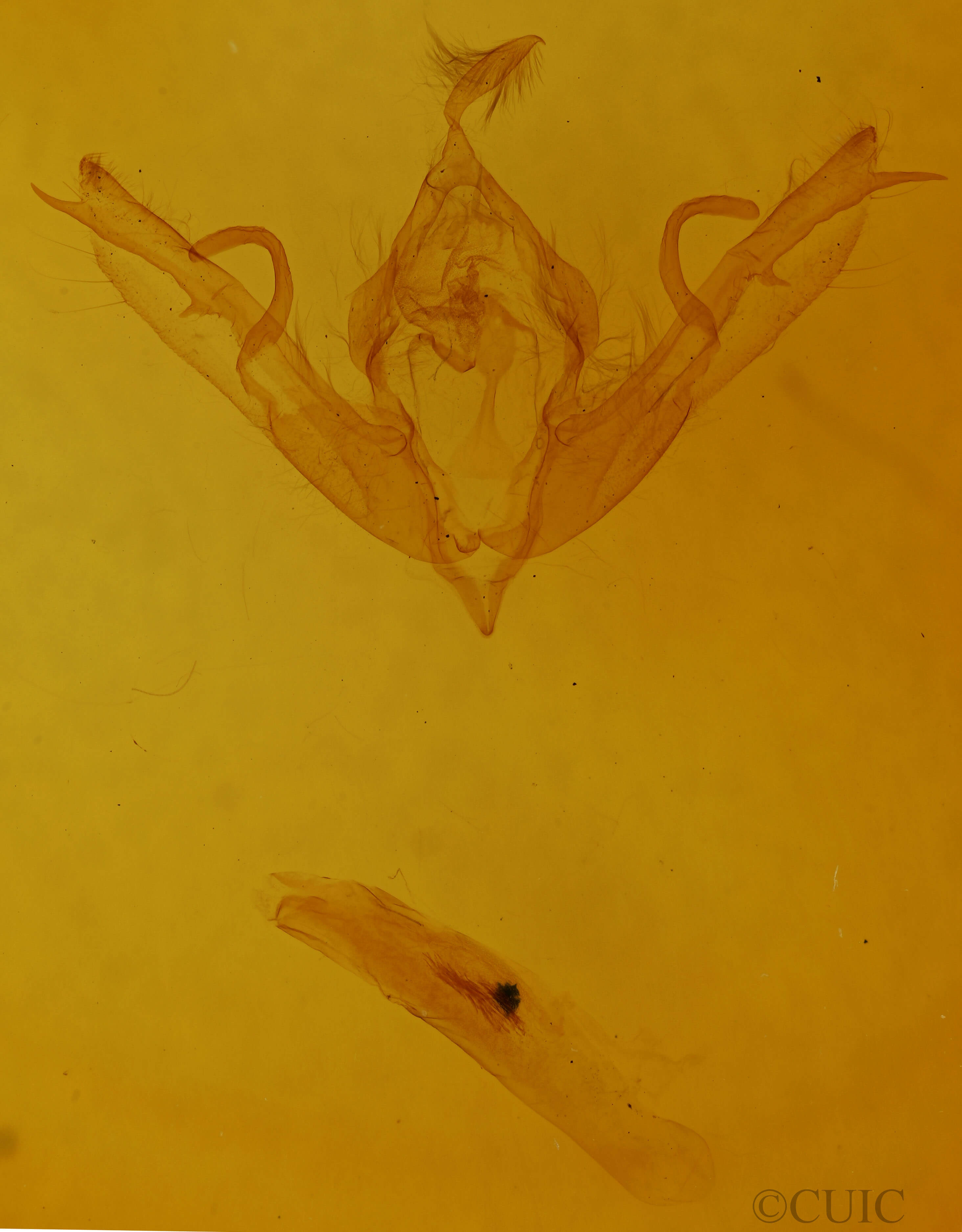 genitalia view of adult Lithophane bethunei
