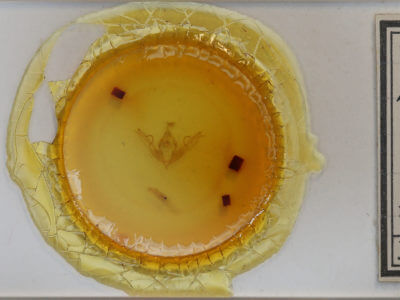 slide view of adult Lithophane bethunei