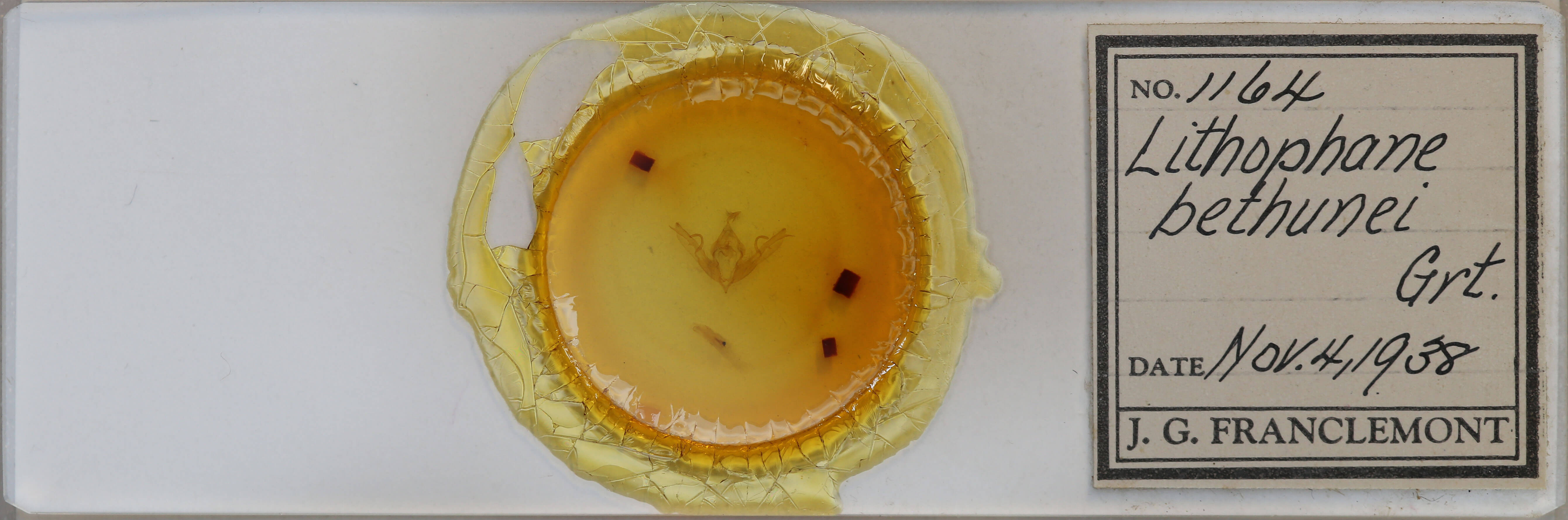 slide view of adult Lithophane bethunei