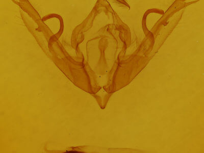 genitalia view of adult Lithophane bethunei