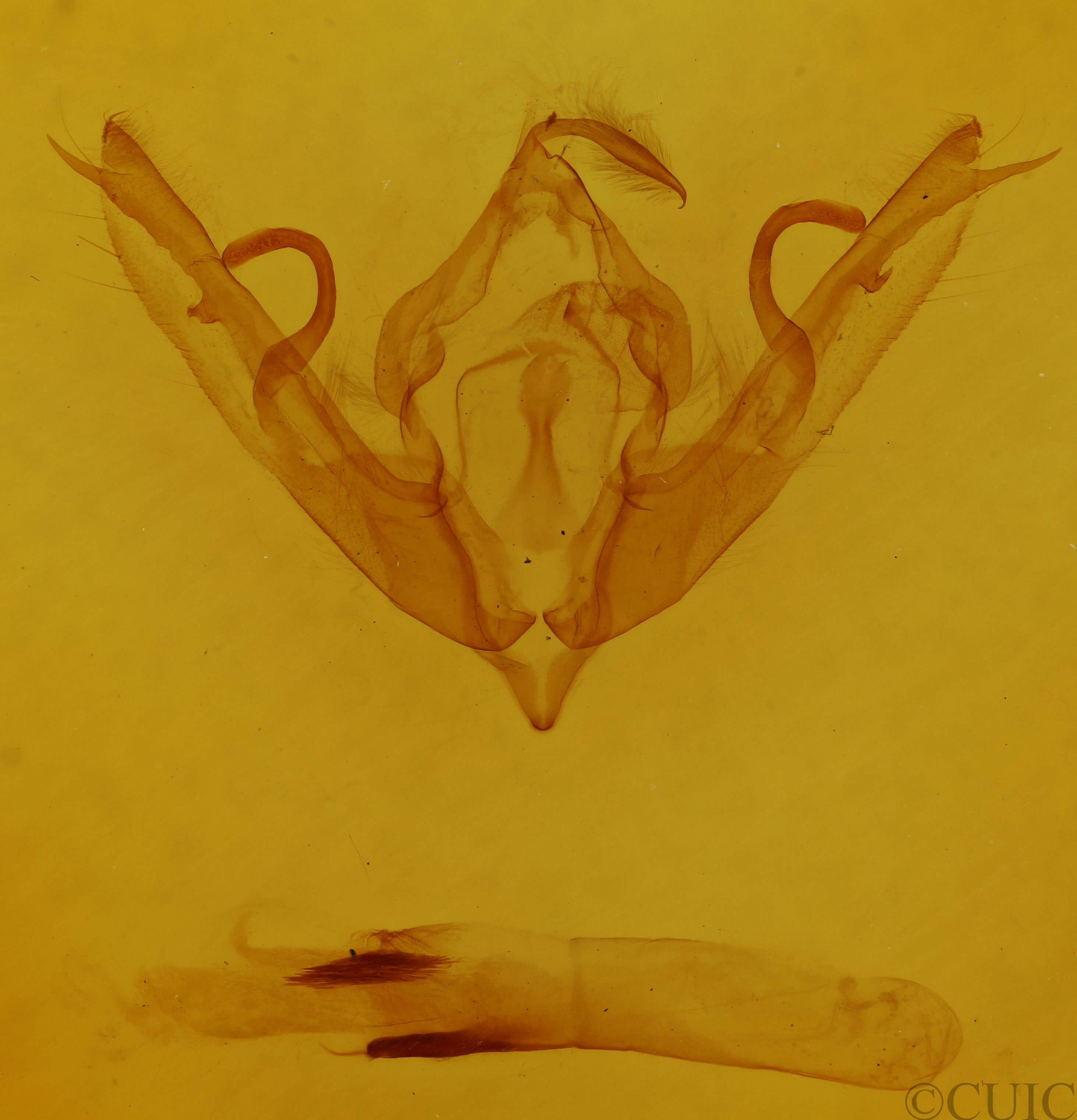 genitalia view of adult Lithophane bethunei