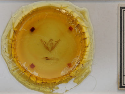 slide view of adult Lithophane bethunei