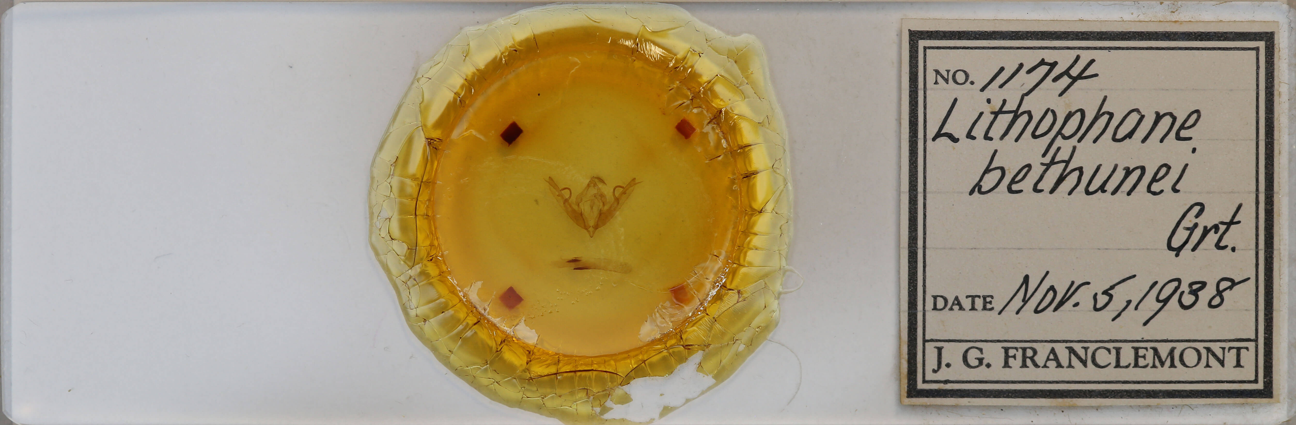 slide view of adult Lithophane bethunei